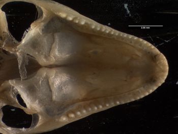 Media type: image;   Herpetology R-184661
